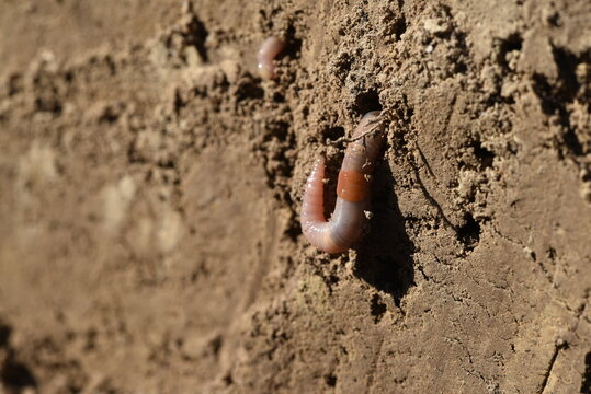 Earthworm (Lumbricidae) Regenwurm