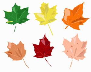 Colorful autumn leaves of the maple tree in all shades