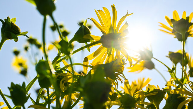 Yellow Summer Flower In The Blue Sky