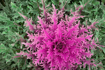 ornamental cabbage in autumn, pink curly leaves, garden decoration