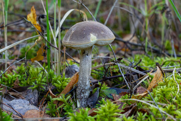 Gray-Cap Boletus in The Forest Surrounded by Moss Autumn Mushroom Leccinum Pseudoscabrum Fungus