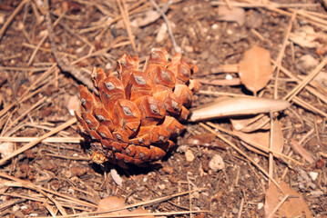 Pinecone on leafy ground
