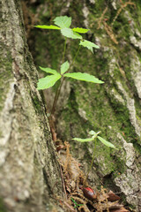 大樹の根元のコナラの新芽