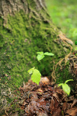 大樹の根元のコナラの新芽
