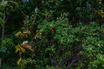 Shrubs with red ripe rose hip in the forest. Autumn berry on bushes with green leaves, foliage. Healthy plant. Nature