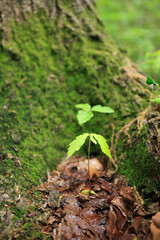 大樹の根元のコナラの新芽