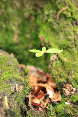 大樹の根元のコナラの新芽