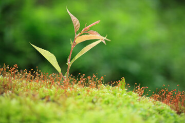 苔と新芽