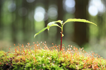苔と新芽