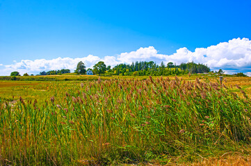 Fototapeta na wymiar View of the Choate island, a part of the Essex River Estuary in Essex, Massachusetts. Island, surrounded by a salt marsh, is a refuge for a variety of birds and animals