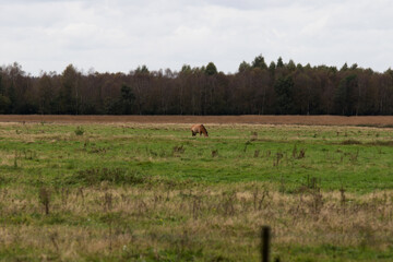 Obraz na płótnie Canvas wild pferde, przewalski pferde, auf einer weide im emsland deutschland fotografiert an einem bewölkten herbst tag