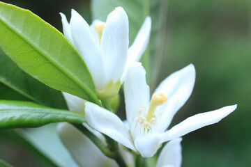 みかんの花
