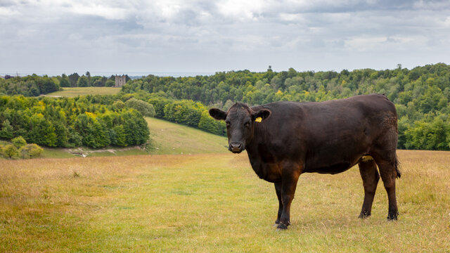 Big black cow on a hill in Arundel