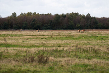 wild pferde, przewalski pferde, auf einer weide im emsland deutschland fotografiert an einem bewölkten herbst tag