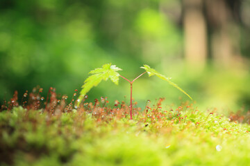 苔ともみじの新芽