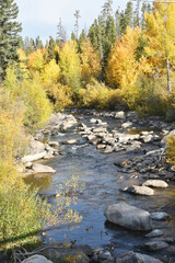 Fototapeta premium Stream through Forest