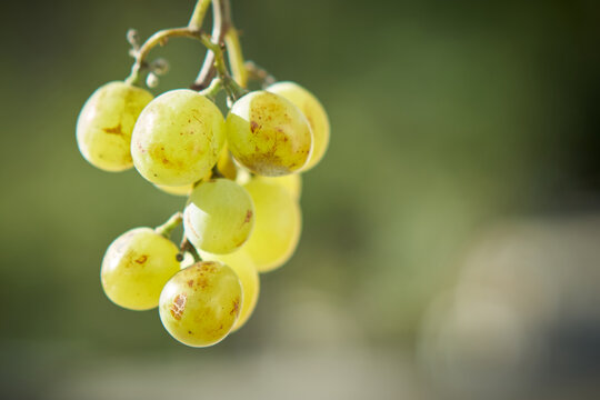 uvas de parra 100% ecologicas y naturales