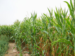 Corn field ready to be harvested.