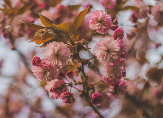 Sakura