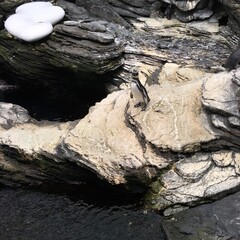 Penguin camouflaged on a rock