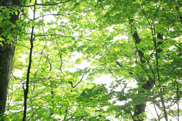 Obraz premium 新緑の緑の森