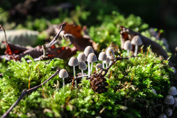 Lit up by the morning sun, a group of tiny mushrooms, Coprinellus disseminatus, grow among the moss on a rotting stump in the forest