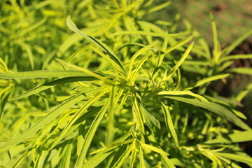 зелень кохии