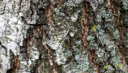 White birch. Tree bark with small spots of moss. Beautiful background.