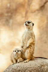Suricata, Padre e hijo - meerkat, father and son