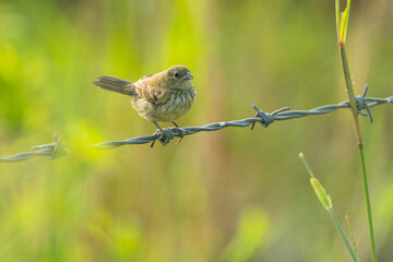 aves