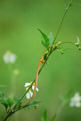 Asian grass lizard (Takydromus sexlineatus) - long-tailed grass lizard on flower, camouflage garden lizards. Close up chameleon details.