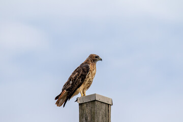red tailed hawk