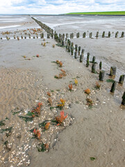 Pionierpflanze Queller breitet sich an den Buhnen bei der Landgewinnung an der Küste aus.