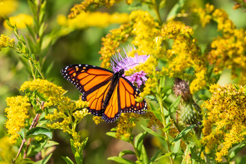 butterfly on a flower