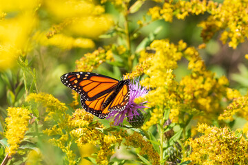 butterfly on a flower