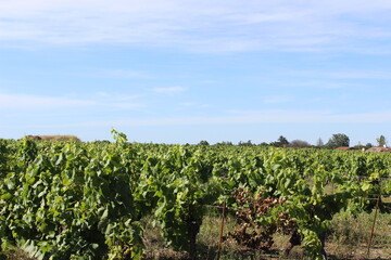 Fototapeta na wymiar paysage de vigne