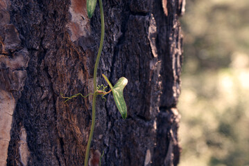 Climbing plant on trunk