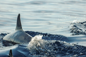 Dolphins at large, Camotes Sea, Bohol, Philippines.