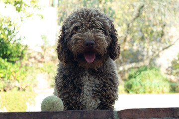perro de agua español jugando con su pelota