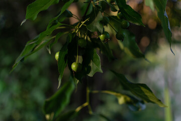 Branch with small green unripe apples,  leaves, foliage on tree in the garden. Summer harvest in sun light. Siberia