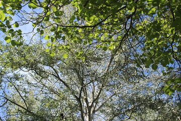 arbres