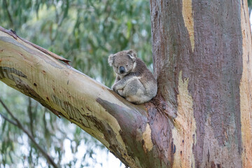 squirrel on tree