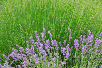 Naklejka premium ラベンダー