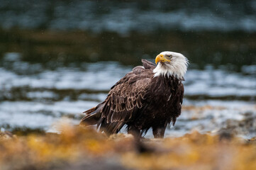 American bald eagle portrait