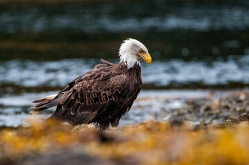 American bald eagle feeding