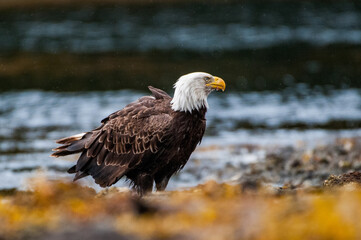American bald eagle portrait