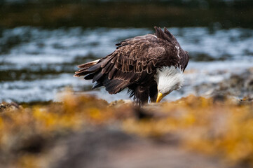 American bald eagle feeding