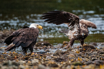 American bald eagle feeding
