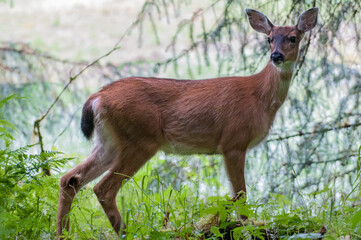 White-Tailed Deer