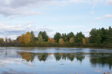 A forest landscape in the fall season